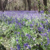 Bluebell Wood Brampton Cambs [Copyright Tracey Hipson]