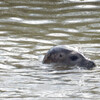 Grey Seal - Great Ouse River [Copyright Tracey Hipson]