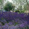 Lavender in Jubilee Gardens